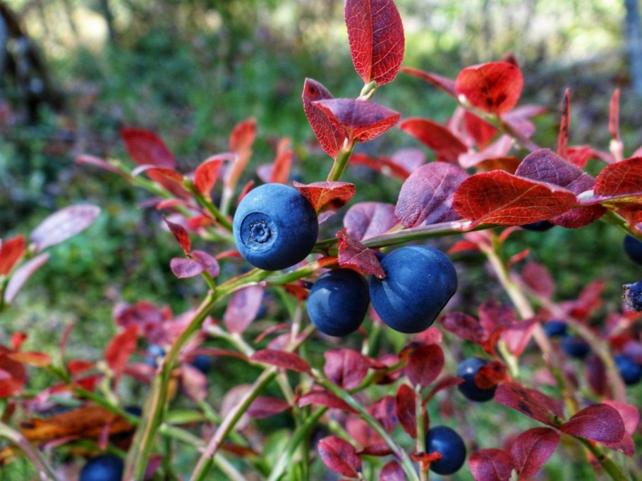 Карельская голубика ягода