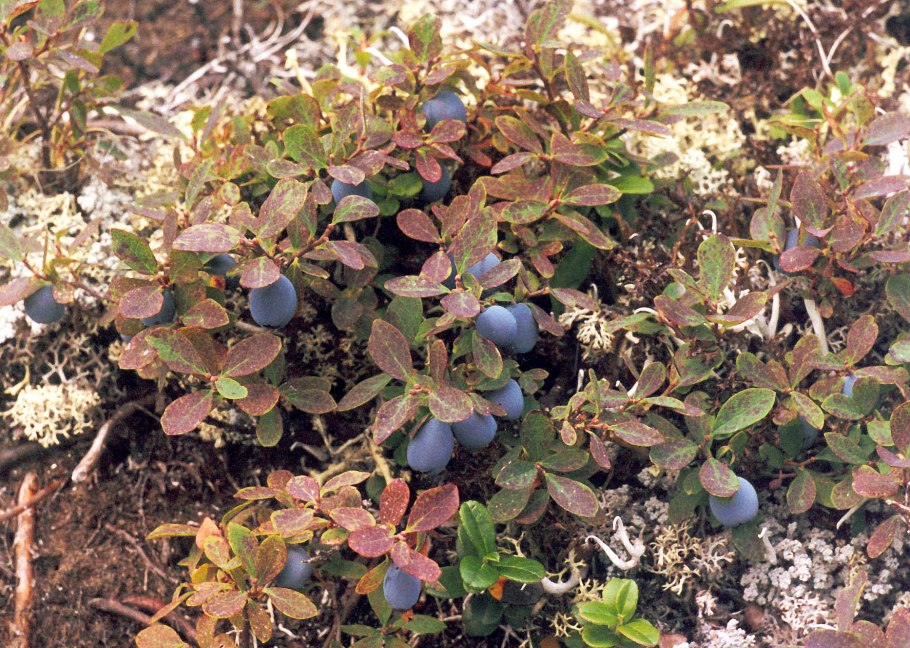 Голубика куст Сибирская