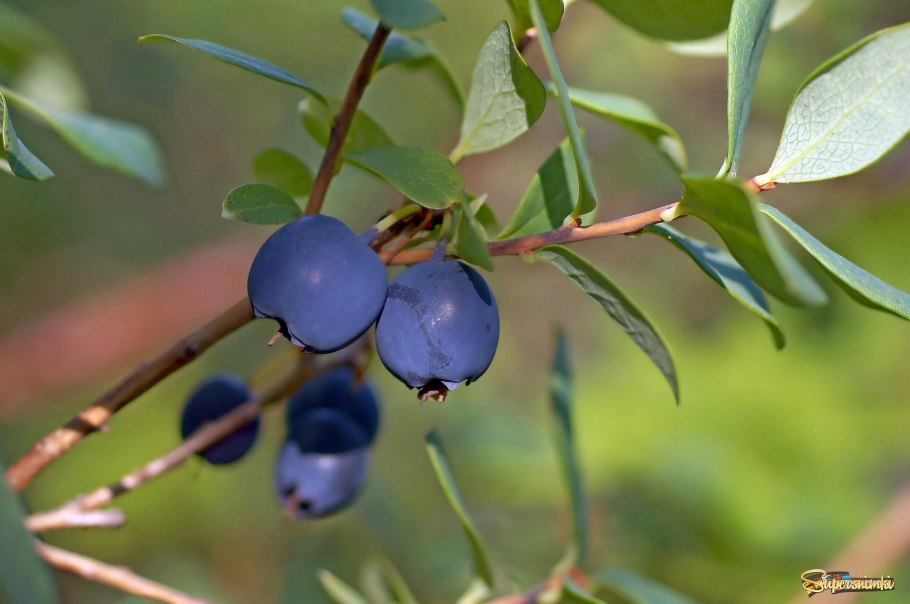 Голубика обыкновенная Лесная