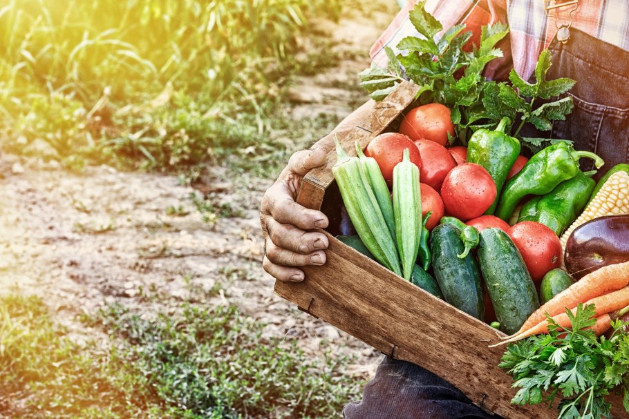 Сельское хозяйство овощи