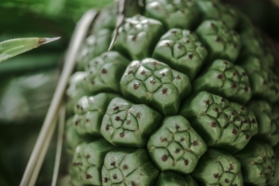 Аллигаторова груша авокадо