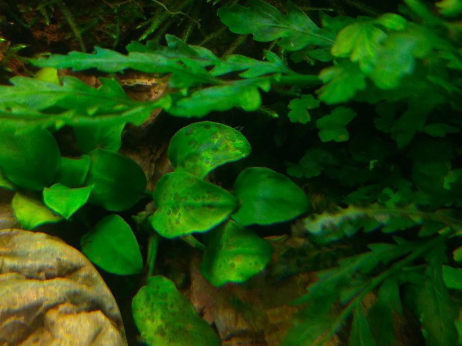 Растения аквариумные болезни и лечение фото