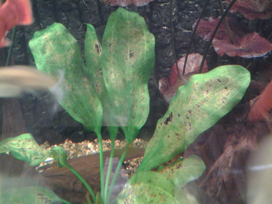 Растения аквариумные болезни и лечение фото