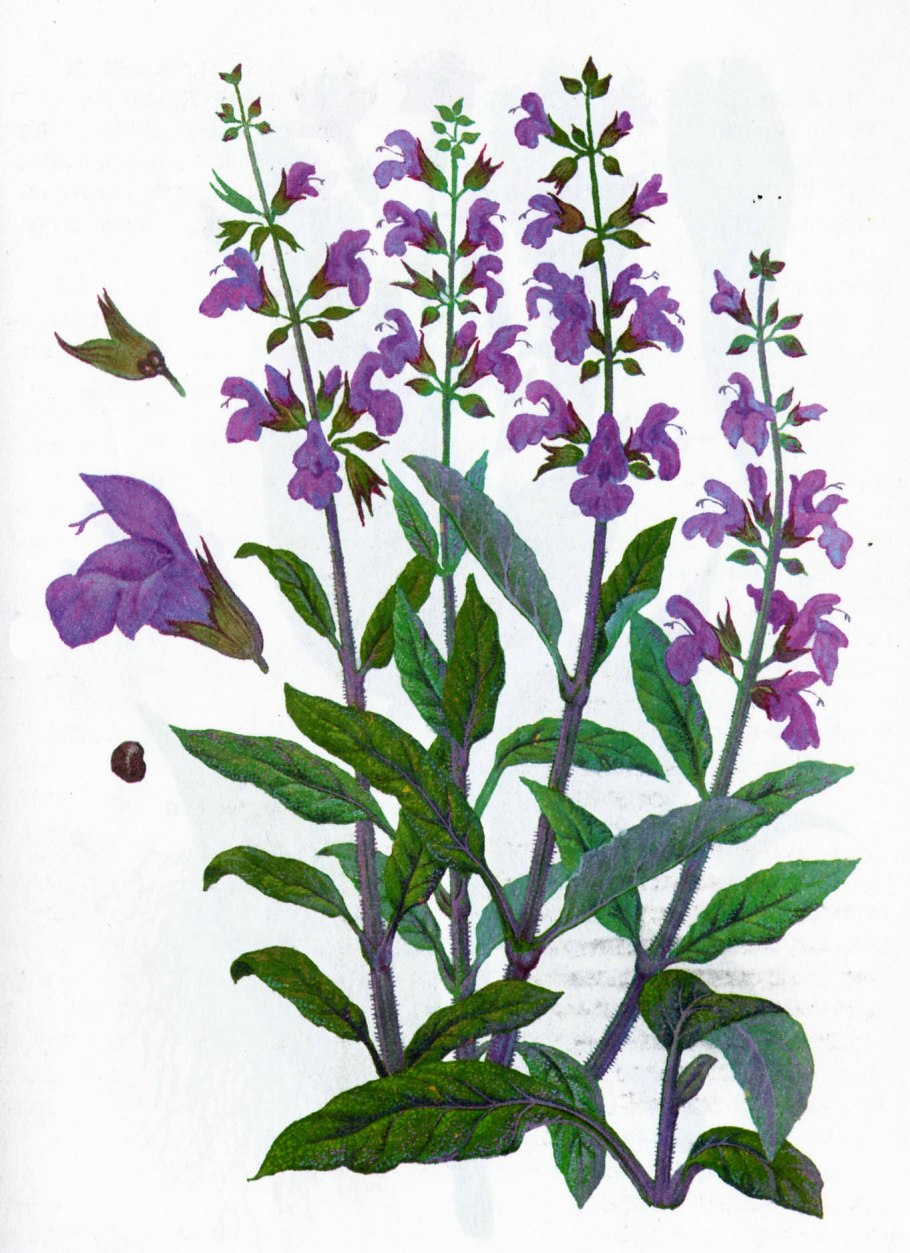 Шалфей короткоцветковый