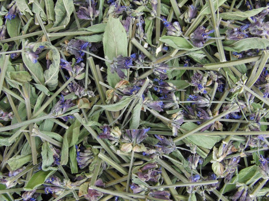 Шалфей - Священная трава.