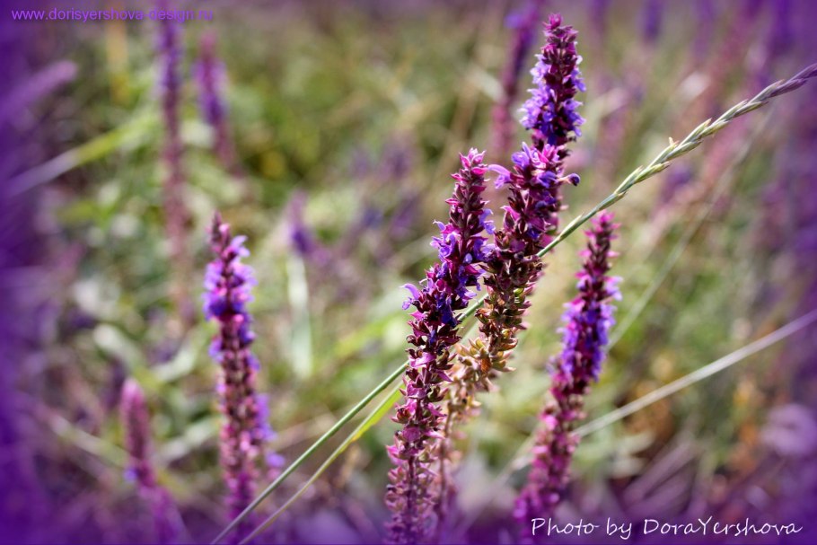 Шалфей трава