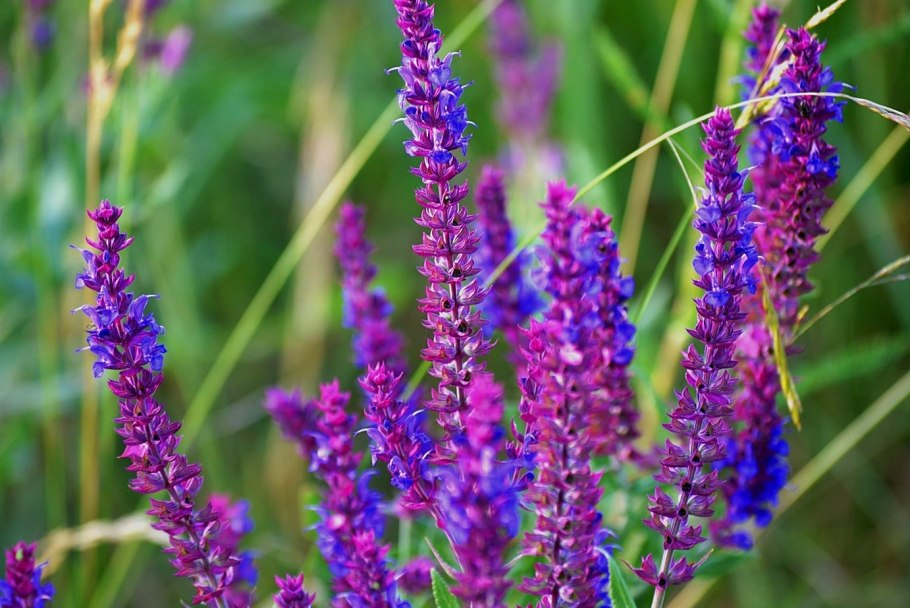 Шалфей узколистный