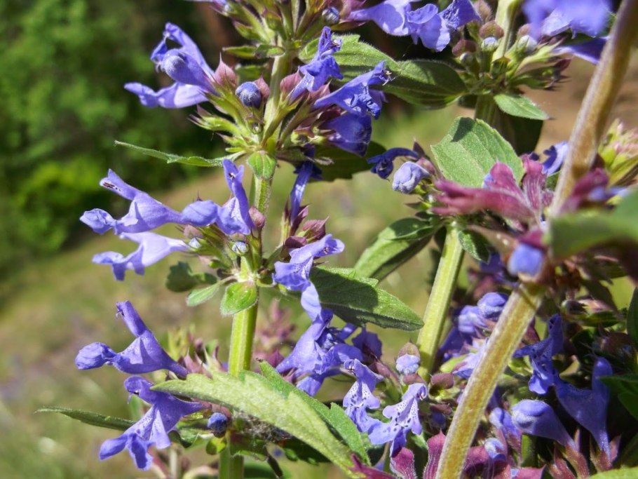 Шалфей Дубравный негрито