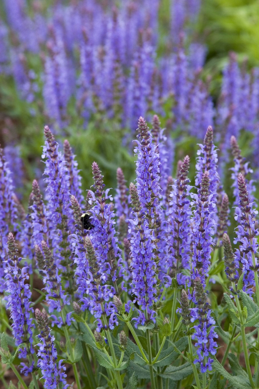 Иссоп шалфей