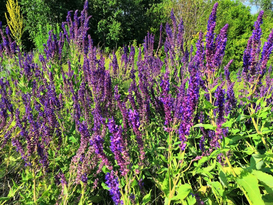 Шалфей оффициналис