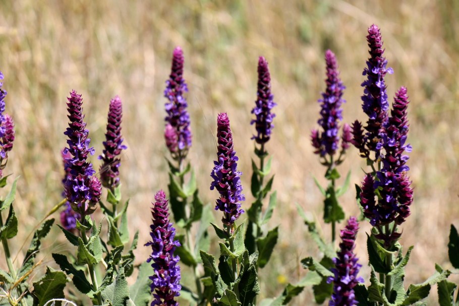 Шалфей прутьевидный