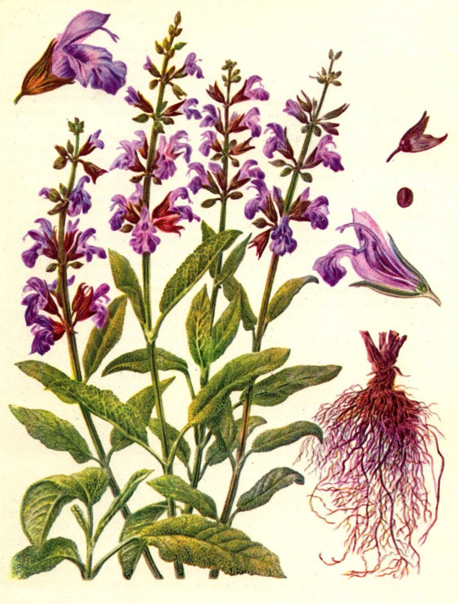 Шалфей лекарственный (Salvia)