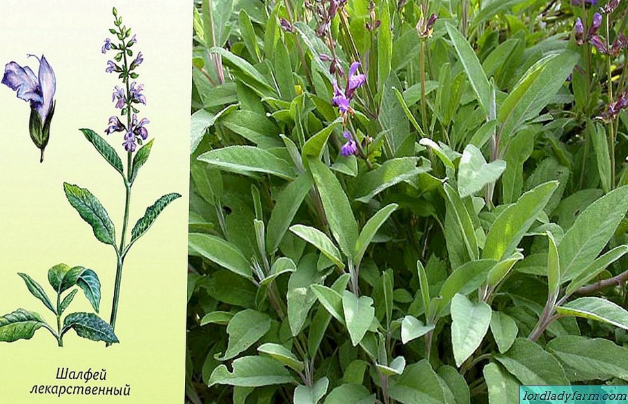 Шалфей лекарственный Tricolor