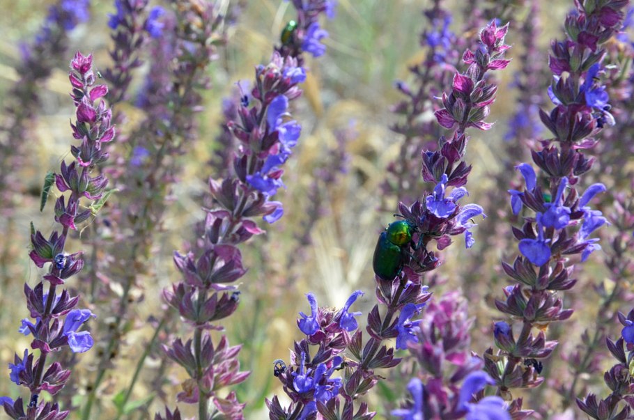 Шалфей обыкновенный
