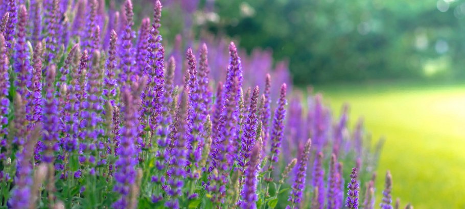 Шалфей Луговой медонос