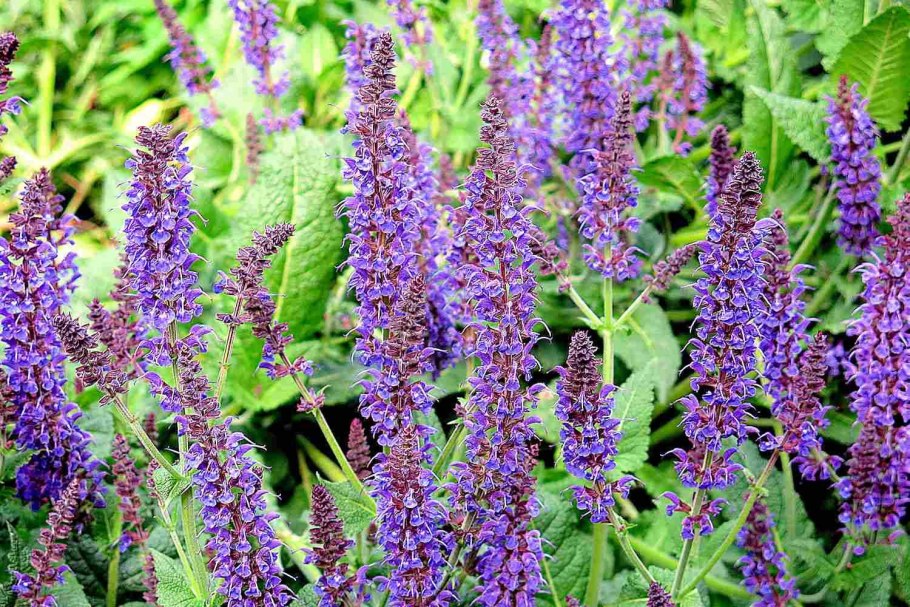 Шалфей лекарственный, Salvia officinalis "Sage"