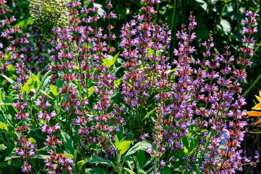 Моховой шалфей