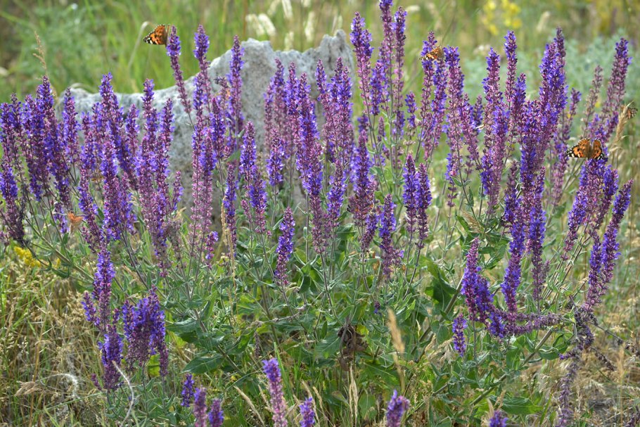 Шалфей лекарственный (Salvia)
