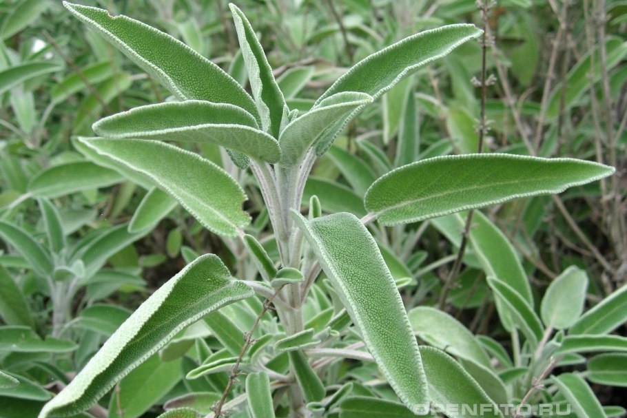 Шалфей Херкель