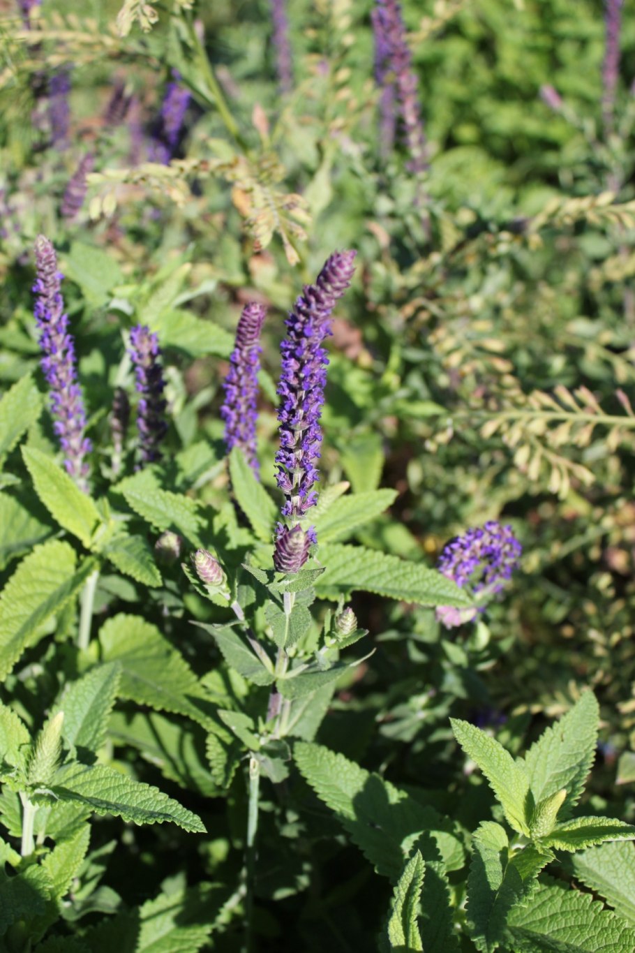 Шалфей лавандолистный