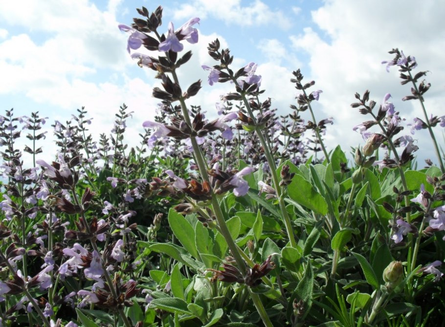 Шалфей лавандолистный