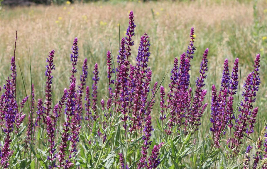 Шалфей полукустарник