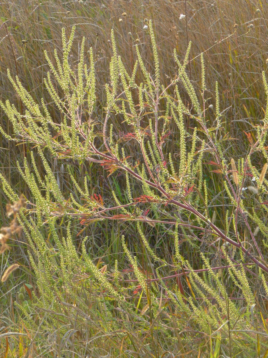 Амброзия сорняк