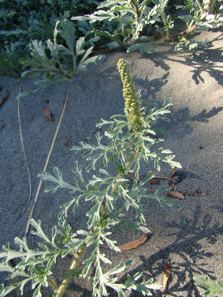 Ambrosia chamissonis