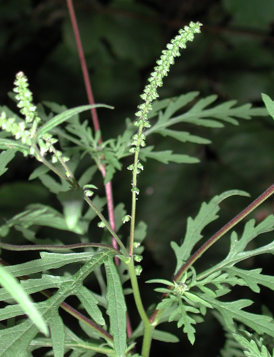 Амброзия узколистная