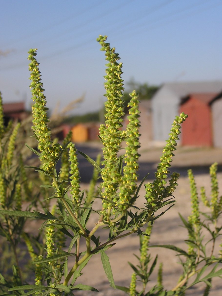 Амброзия полыннолистная