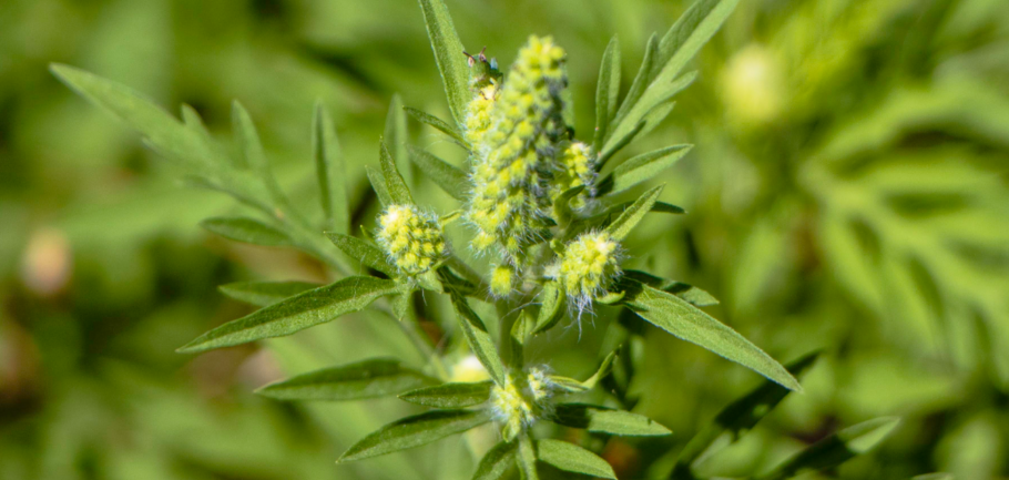 Цветы амброзии полыннолистной