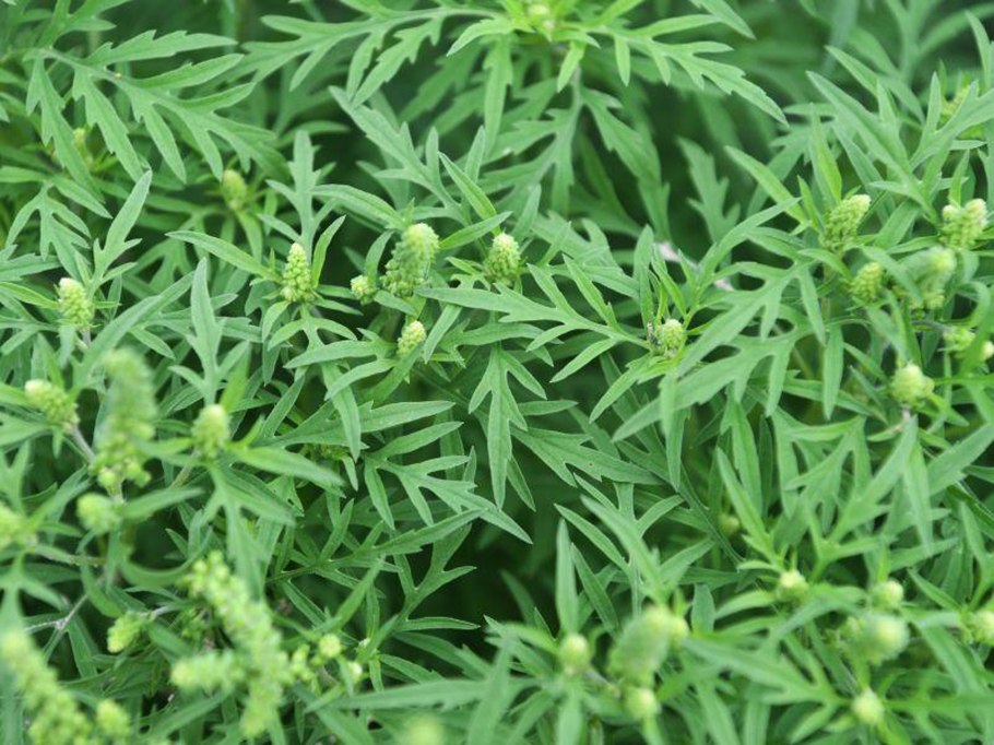 Амброзия Планта