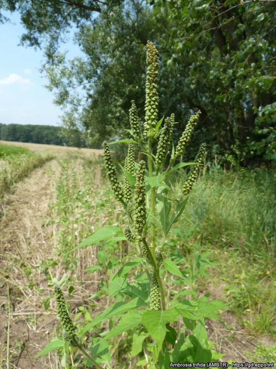 Амброзия полынеобразная