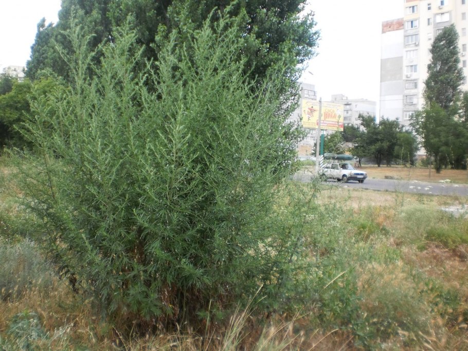 Амброзия большой куст