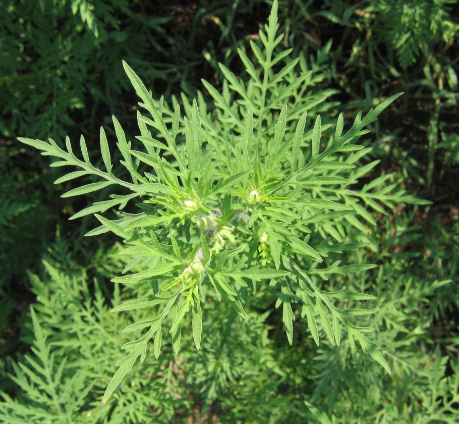 Амброзия зонтичные