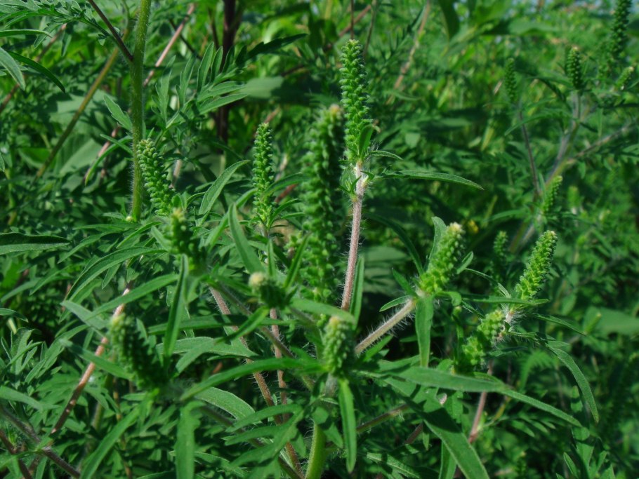 Сорняк амброзия трехраздельная