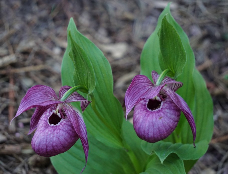 Венерин башмачок