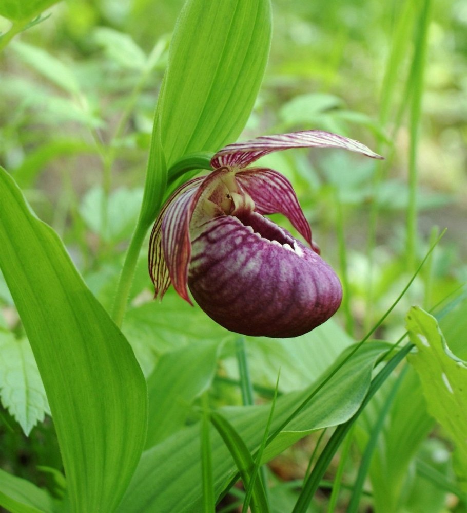 Венерин башмачок