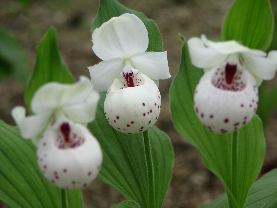 Цветок башмачок Венеры