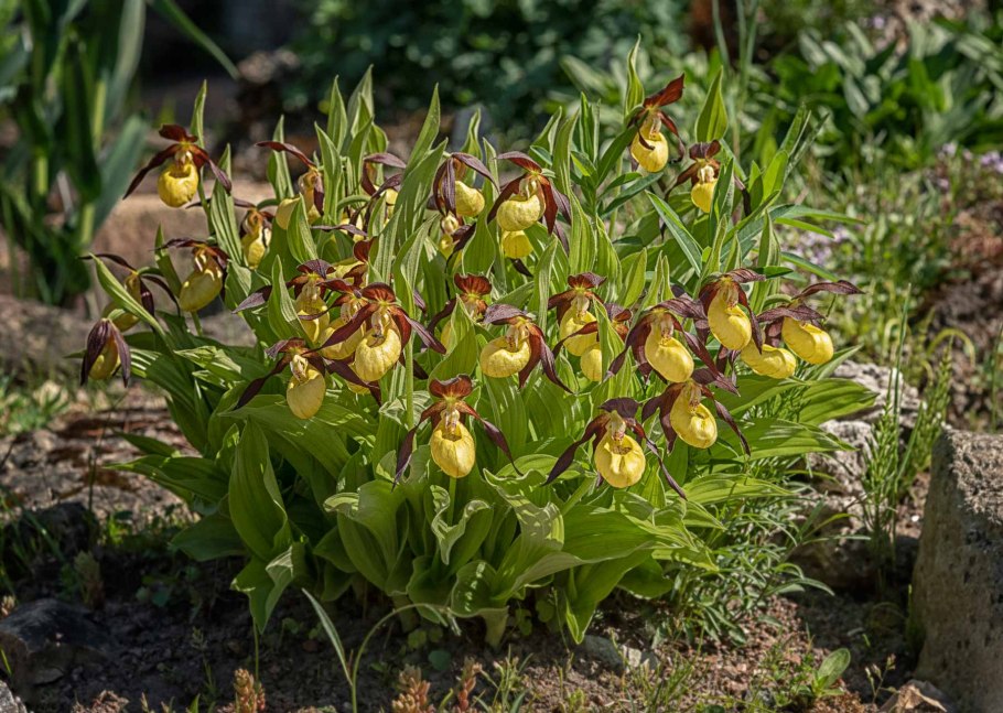 Растение Венерин башмачок