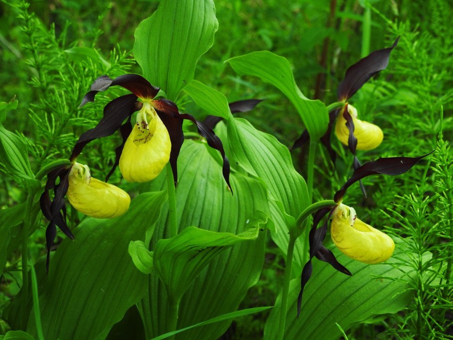 Венерин башмачок семейство орхидных