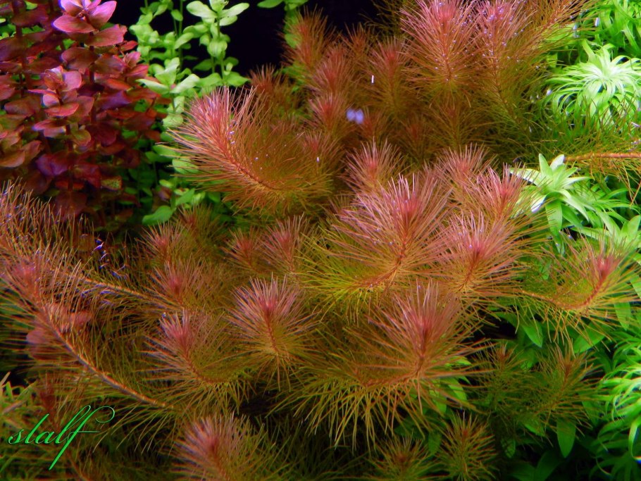 Ротала Валлиха (Rotala wallichii)