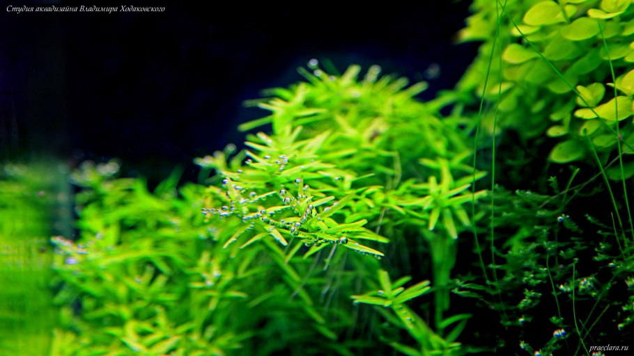 Ротала SP Green