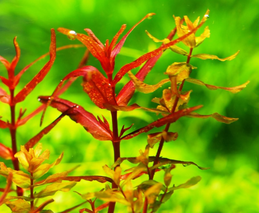 Rotala macrandra SP. Florida