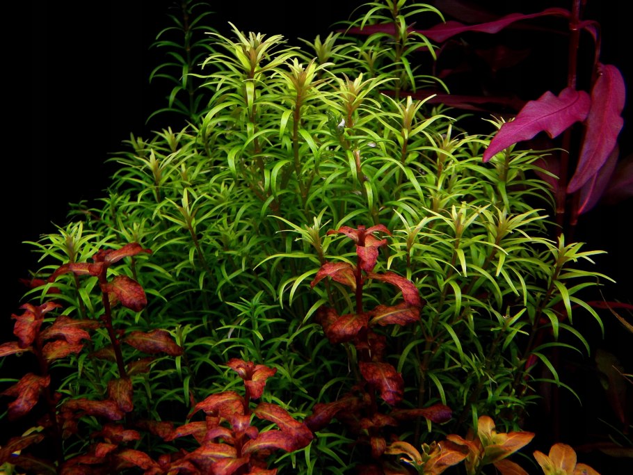 Ротала Гояс (Rotala mexicana Goias)