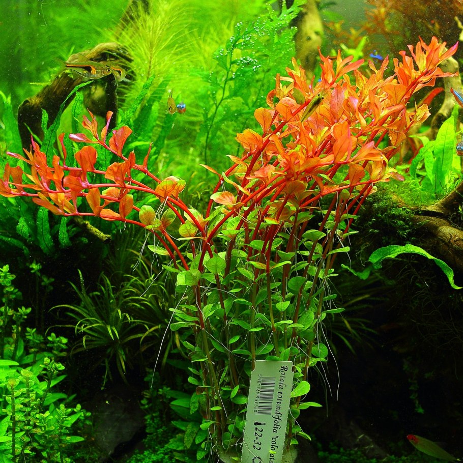 Ротала Индика Rotala Indica