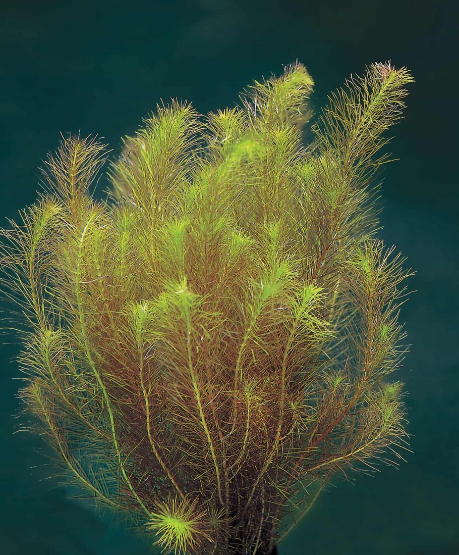 Ротала Валлиха (Rotala wallichii)