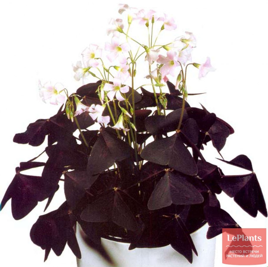 Old Ghost спатифиллум