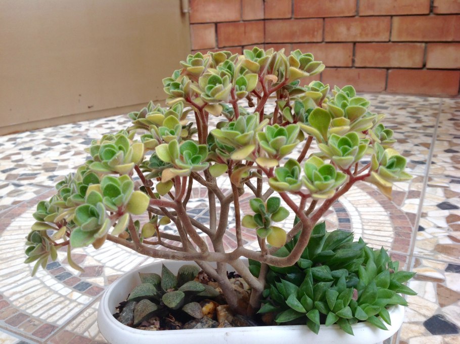 Аихризон цветок