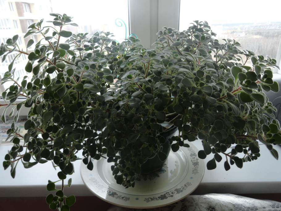 Комнатное растение семейное счастье